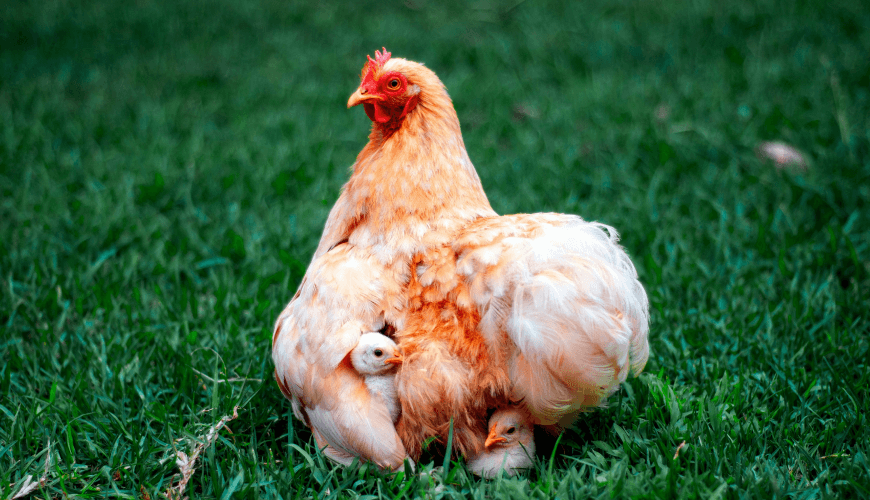 Cenotes Tours Yucatán