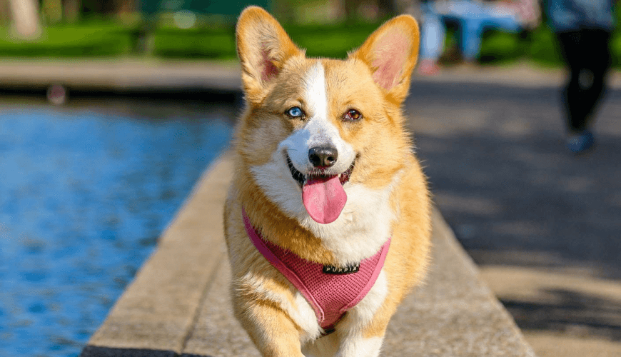 Expediciones Barrancas del Cobre