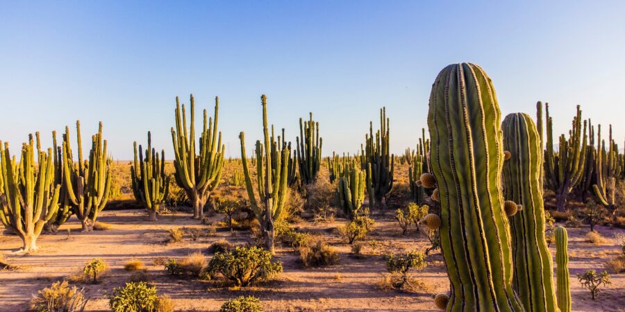 Foto: Facebook ¿Qué hacer y qué lugares turísticos debes conocer en Sonora, México, este 2026?
