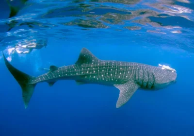 65e20765f53f7344014ee54d_Tiburon-Ballena-Holbox