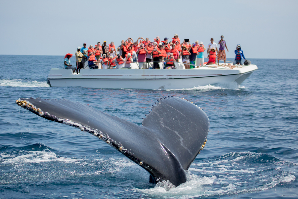 Avistamiento de Ballenas, Cabo Adventures