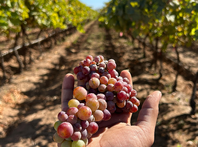 Ruta del vino