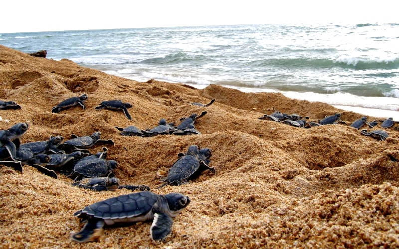 Valentin Imperial Rivera Maya