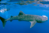 Tiburón Ballena VIP en Holbox