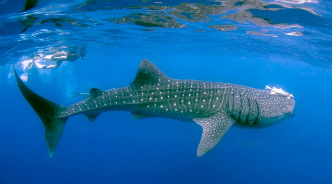 Tiburón Ballena VIP en Holbox
