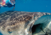 Tiburón Ballena VIP en Holbox