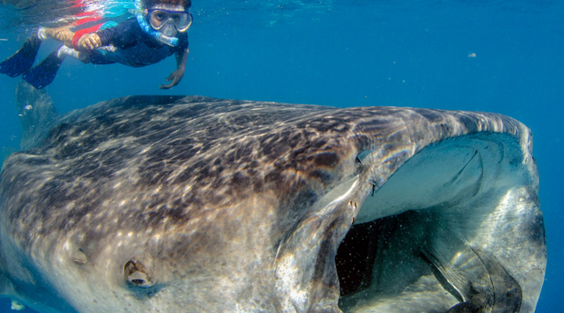 Tiburón Ballena VIP en Holbox