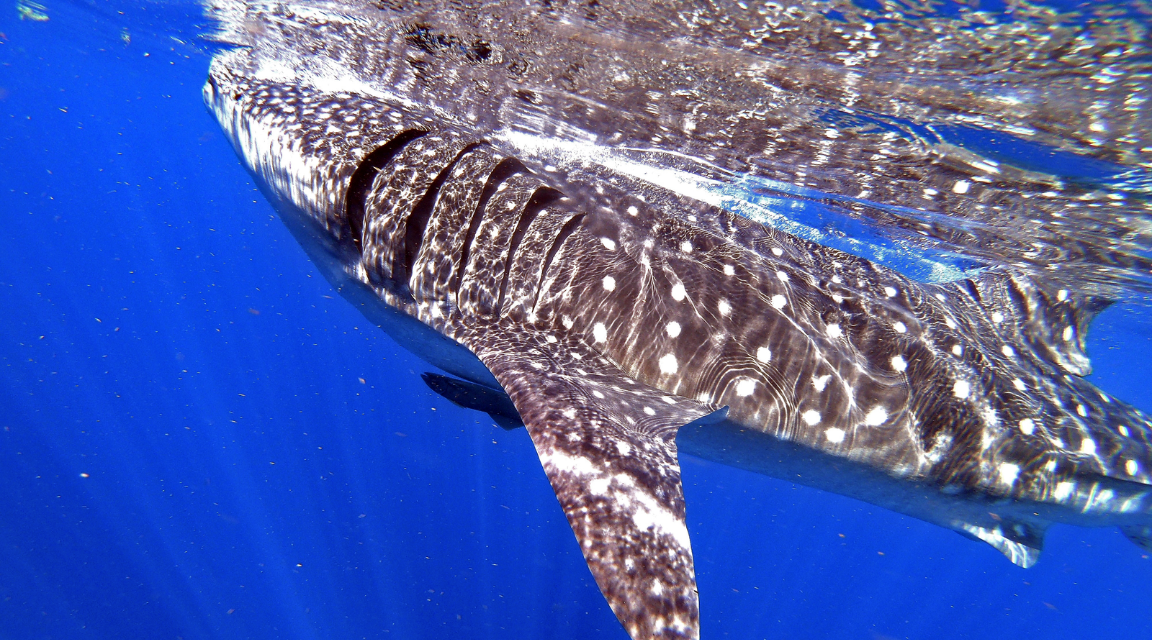 Tiburón Ballena VIP en Holbox