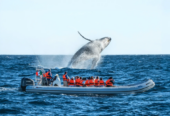 Avistamiento de Ballenas: La Experiencia de Cabo Adventures