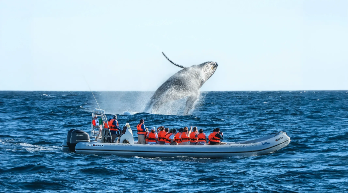 Avistamiento de Ballenas: La Experiencia de Cabo Adventures
