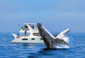 Avistamiento de Ballenas: La Experiencia de Cabo Adventures