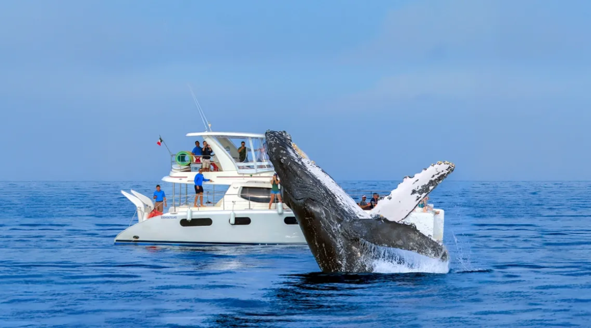 Avistamiento de Ballenas: La Experiencia de Cabo Adventures