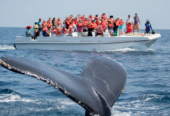 Avistamiento de Ballenas: La Experiencia de Cabo Adventures