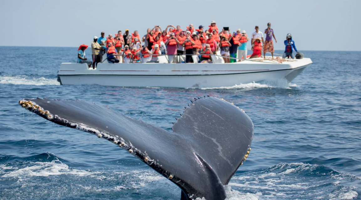 Avistamiento de Ballenas: La Experiencia de Cabo Adventures