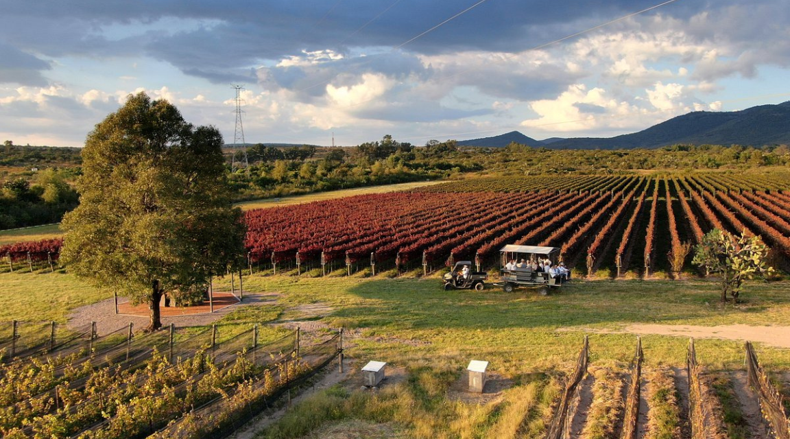 Ruta del vino – Hacienda de los Moreno
