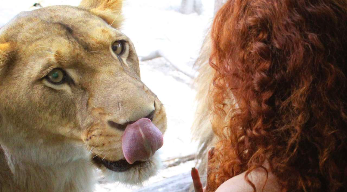 Zoológico En Puebla: Africam Safari