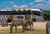 Zoológico En Puebla: Africam Safari