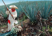 Tequila