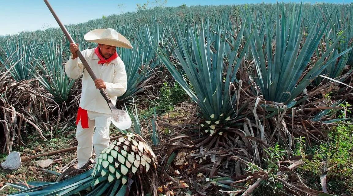 Tequila