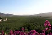 Valle de Guadalupe