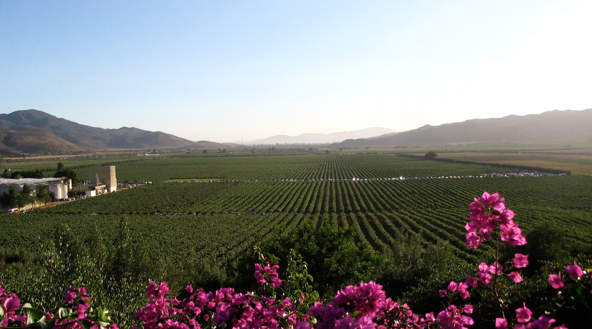 Valle de Guadalupe